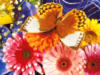 Схема вышивки «Бабочка на цветах»