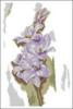Схема вышивки &laquo;Gladiolus&raquo;