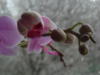Орхидея на окне-2: оригинал