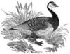 Схема вышивки «Geese»