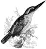 Схема вышивки «Kingfishers»