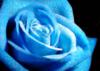 Схема вышивки «Голубая роза»