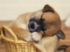 Спящий щеночек в корзинке: оригинал