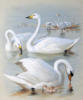 Схема вышивки «Swans»