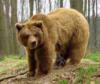 Схема вышивки «Медведь в лесу)))»