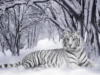 Схема вышивки «Белый тигр среди снега!)»