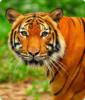 Схема вышивки «Красивый яркий тигр)»
