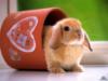 Схема вышивки «Милый кролик в кружечке!))»