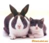 Схема вышивки «Близнецы-кролик и котёнок!)»