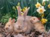 Схема вышивки «Кролик с крольчатами!))»