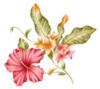 Схема вышивки &laquo;Гибискус-китайская роза&raquo;