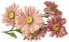 Схема вышивки «Flowers»
