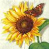 Схема вышивки &laquo;Подсолнух&raquo;