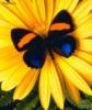 Схема вышивки «Цветок с бабочкой»