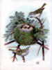 Birds nest: оригинал