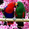 Очень красивые яркие попугаи): оригинал