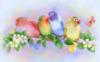 Схема вышивки «Разноцветные попугаи»