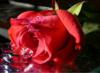 Схема вышивки «Роза для любимой»