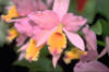 Орхидея розовая: оригинал