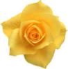 Схема вышивки «Бутон жёлто-оранжевой розы»