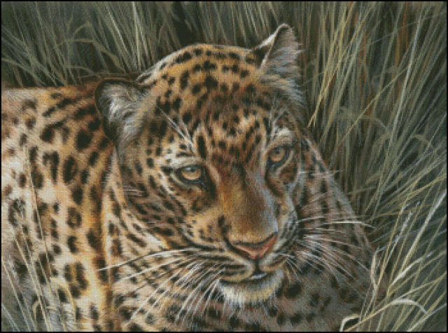 Leopard, wildlife, animals, животные