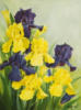 Схема вышивки «Yellow violet irises.»