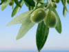 Схема вышивки «Маслинки оливки»