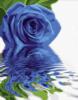 Схема вышивки «Роза на воде»