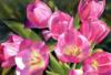 Схема вышивки «Pink tulips»