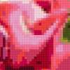 Pink roses: предпросмотр
