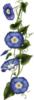 Схема вышивки &laquo;Вьюнок синий&raquo;