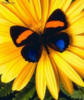 Схема вышивки «Бабочка на цветке »