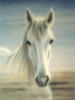Схема вышивки «Белая лошадка))»