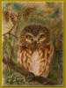 Схема вышивки «Owl»