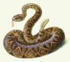 Схема вышивки «Гремучая змея»