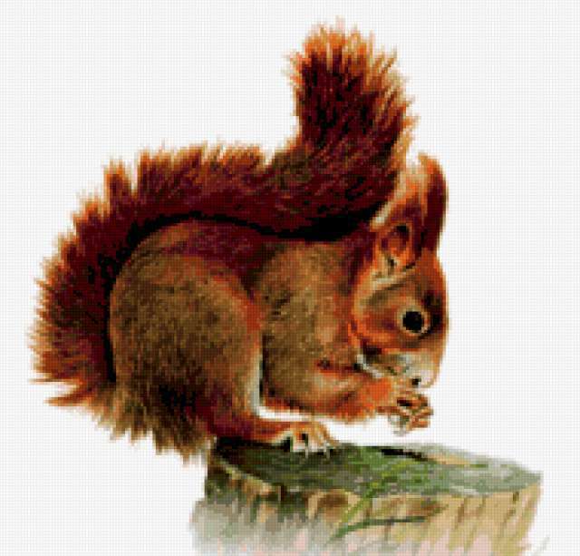 Белка, животные.белка