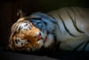 Спящий тигр: оригинал