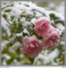 Схема вышивки «Цветы под снегом»