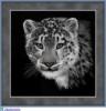 Схема вышивки &laquo;Тигр&raquo;