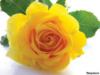 Схема вышивки «Желтая роза-эмблема печали»