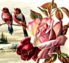 Схема вышивки «Птички на розах»