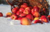 Яблоки на снегу: оригинал