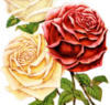 Схема вышивки «Розыыы»