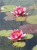 Схема вышивки &laquo;Лотосы&raquo;