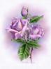 Схема вышивки &laquo;Сиреневые розы&raquo;