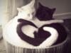 Схема вышивки «Кошки влюблены»