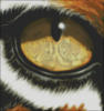 Глаз тигра: оригинал