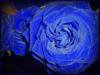 Схема вышивки «Синиая роза»
