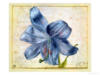 Схема вышивки «Blue lily»