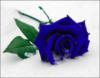 Схема вышивки «Синяя роза на снегу»